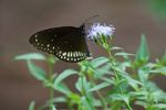 Rhopalocera: Butterflies of Mahavir Harina Vanasthali National Park, Hyderabad, Telangana State