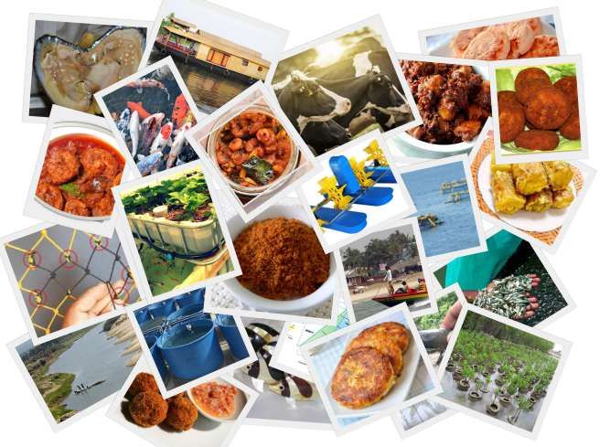 COLLEGE OF FISHERIES, MANGALURU - Karnataka Veterinary, Animal and Fisheries Sciences University, Bidar, Karnataka, India COLLEGE OF FISHERIES, MANGALURU - Karnataka Veterinary, Animal and Fisheries Sciences University, Bidar, Karnataka, India