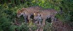 Jaguars & Wildlife of Brazil's Pantanal