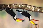 Jaguars & Wildlife of Brazil's Pantanal