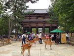 Enchanting Japan 09 Days with Cherry Blossom April 2019 - my kinda holidays