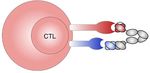 PROTEINS BY DESIGN XMAB ANTIBODY & CYTOKINE THERAPEUTICS - CORPORATE OVERVIEW JANUARY 2022