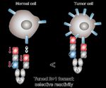PROTEINS BY DESIGN XMAB ANTIBODY & CYTOKINE THERAPEUTICS - CORPORATE OVERVIEW JANUARY 2022