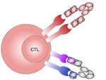 PROTEINS BY DESIGN XMAB ANTIBODY & CYTOKINE THERAPEUTICS - CORPORATE OVERVIEW JANUARY 2022