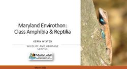 Maryland Envirothon: Class Amphibia & Reptilia - KERRY WI XTED S E RV ICE March 2021 - Maryland.gov