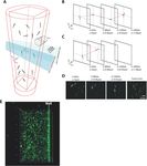 Dynamic swimming pattern of Pseudomonas aeruginosa near a vertical wall during initial attachment stages of biofilm formation - Nature