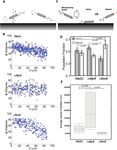 Dynamic swimming pattern of Pseudomonas aeruginosa near a vertical wall during initial attachment stages of biofilm formation - Nature