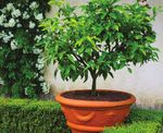 We can help you plan, plant and successfully harvest your own home-grown fruit year-round! - Decor Gardenworld