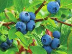 We can help you plan, plant and successfully harvest your own home-grown fruit year-round! - Decor Gardenworld