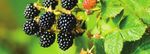 We can help you plan, plant and successfully harvest your own home-grown fruit year-round! - Decor Gardenworld