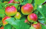 We can help you plan, plant and successfully harvest your own home-grown fruit year-round! - Decor Gardenworld