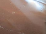 Human, cattle and goat blood as substitutes for sheep blood in blood-supplemented culture media