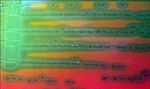 Human, cattle and goat blood as substitutes for sheep blood in blood-supplemented culture media