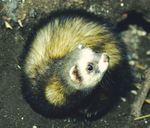 A guide to identifying the small mustelids of Britain and Ireland