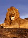 A trip to Africa is within your reach - Travel - Milton & Betty Katz JCC