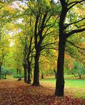 SHOPPING & SERVICES GUIDE 2020/2021 - villageofparkforest.com - Park Forest, IL