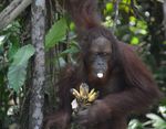 From the President - Borneo Orangutan Survival Australia