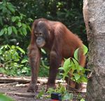 From the President - Borneo Orangutan Survival Australia