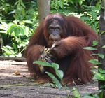 From the President - Borneo Orangutan Survival Australia