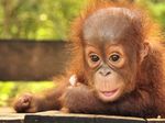 From the President - Borneo Orangutan Survival Australia