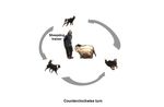 Relationship between Motor Laterality and Aggressive Behavior in Sheepdogs - MDPI