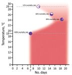 Killing Clothes Lice by Holding Infested Clothes Away from Hosts for 10 Days to Control Louseborne Relapsing Fever, Bahir Dah, Ethiopia - CDC