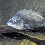 What fish is this? A guide to freshwater fish in NSW