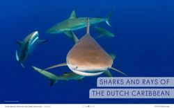 SHARKS AND RAYS OF the dutCh CARibbeAN 31 32 33 34 35 - Dutch Caribbean Nature Alliance