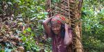 Unearned credit - Why aviation industry forest offsets are doomed to fail - Fern