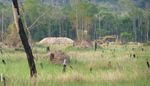 Unearned credit - Why aviation industry forest offsets are doomed to fail - Fern