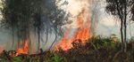 Unearned credit - Why aviation industry forest offsets are doomed to fail - Fern