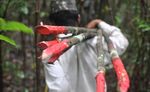 Unearned credit - Why aviation industry forest offsets are doomed to fail - Fern
