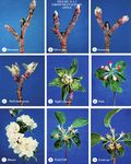 2020 Cornell Pest Management Guidelines for Commercial Tree Fruit Production