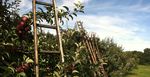 2020 Cornell Pest Management Guidelines for Commercial Tree Fruit Production