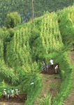 WFP Policy on Disaster Risk Reduction and Management - Building Food Security and Resilience