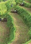 WFP Policy on Disaster Risk Reduction and Management - Building Food Security and Resilience