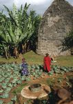 WFP Policy on Disaster Risk Reduction and Management - Building Food Security and Resilience