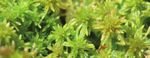 PEATLANDS IN THE EU COMMON AGRICULTURE POLICY (CAP) AFTER 2020 - International Mire ...