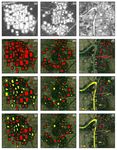 Fishpond Mapping by Spectral and Spatial-Based Filtering on Google Earth Engine: A Case Study in Singra Upazila of Bangladesh - MDPI