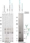 Synthesis of Fluorescently Labeled Antibodies Using Non-Canonical Amino Acids in Eukaryotic Cell-Free Systems - Fraunhofer IZI-BB