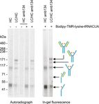 Synthesis of Fluorescently Labeled Antibodies Using Non-Canonical Amino Acids in Eukaryotic Cell-Free Systems - Fraunhofer IZI-BB