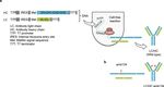 Synthesis of Fluorescently Labeled Antibodies Using Non-Canonical Amino Acids in Eukaryotic Cell-Free Systems - Fraunhofer IZI-BB
