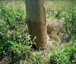 Insect/Bird/Animal Deterrence in the Utility Environment - South Carolina Electric and Gas
