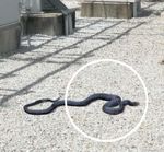 Insect/Bird/Animal Deterrence in the Utility Environment - South Carolina Electric and Gas