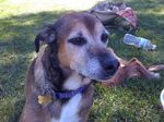 FOR HANDICAPPED DOGS ESSENTIAL GUIDE OF PRODUCTS - WITH PARALYSIS, SPINE ISSUES, NEUROLOGICAL PROBLEMS AND ARTHRITIS - Dog Wheelchair Life