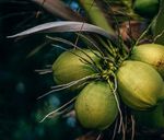 BREAKING DOWN FATS AND OILS - A CATALYST TO TRANSFORM THE GLOBAL EDIBLE FATS AND OILS SYSTEM - IUCN NL