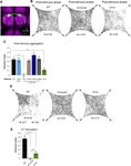 Food odors trigger Drosophila males to deposit a pheromone that guides aggregation and female oviposition decisions