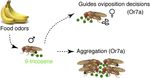 Food odors trigger Drosophila males to deposit a pheromone that guides aggregation and female oviposition decisions