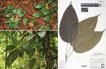 New records and rediscoveries of plants in Singapore - NParks