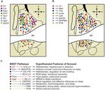 Extended Amygdala Neuropeptide Circuitry of Emotional Arousal: Waking Up on the Wrong Side of the Bed Nuclei of Stria Terminalis - Frontiers